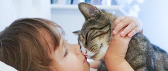 » Кишечные инфекции у котов: виды, симптомы, лечение